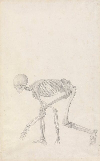 Menselijk skelet, lateraal aanzicht (in gehurkte houding; afgewerkte studie voor een onuitgegeven tabel) door George Stubbs