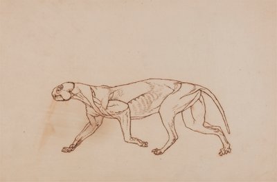 Luipaardlichaam, zijaanzicht (Later stadium in dissectie, oppervlakkig bindweefsel en oren verwijderd) door George Stubbs