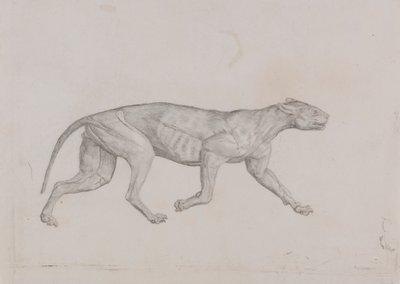 Luipaardlichaam, zijaanzicht door George Stubbs