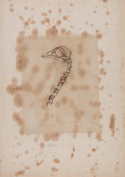 Studie van een Kip Hoofd en Nek, Lateraal Aanzicht, uit Een Vergelijkende Anatomische Expositie van de Structuur van het Menselijk Lichaam met die van een Tijger en een Gewone Kip, 1795-1806 door George Stubbs