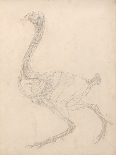 Studie van een Vogel, Laterale Weergave, Diagram voor Sleutel naar Tabel XV, uit Een Vergelijkende Anatomische Expositie van de Structuur van het Menselijk Lichaam met die van een Tijger en een Gewone Vogel, 1795-1806 door George Stubbs