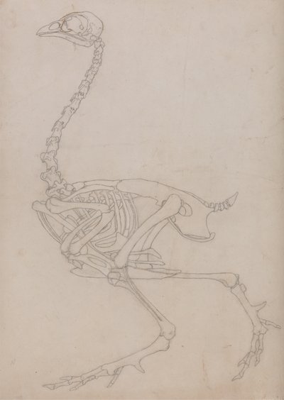 Studie van een vogel, lateraal aanzicht, uit Een vergelijkende anatomische expositie van de structuur van het menselijk lichaam met die van een tijger en een gewone vogel, 1795-1806 door George Stubbs