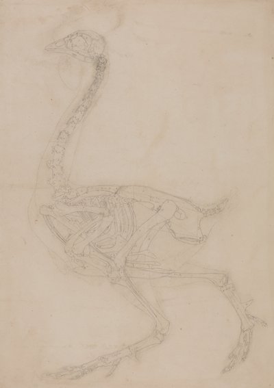 Studie van een vogel, lateraal aanzicht, uit Een vergelijkende anatomische expositie van de structuur van het menselijk lichaam met die van een tijger en een gewone vogel, 1795-1806 door George Stubbs