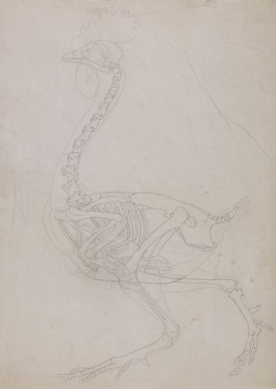 Studie van een vogel, lateraal aanzicht, uit Een vergelijkende anatomische expositie van de structuur van het menselijk lichaam met die van een tijger en een gewone vogel, 1795-1806 door George Stubbs