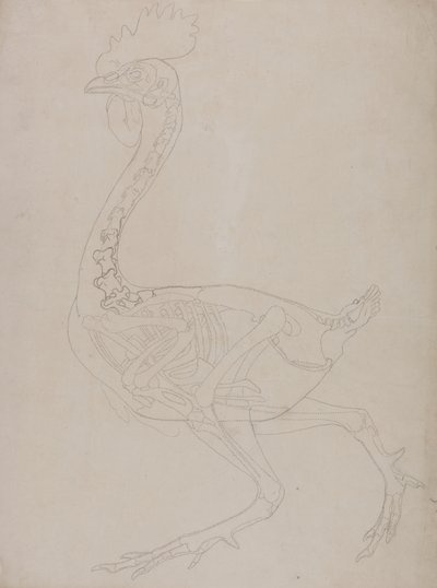 Studie van een vogel, lateraal aanzicht, uit Een vergelijkende anatomische expositie van de structuur van het menselijk lichaam met die van een tijger en een gewone vogel, 1795-1806 door George Stubbs