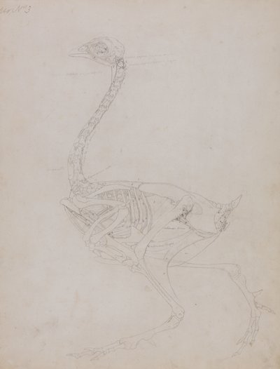 Studie van een Kip, Lateraal Aanzicht, uit Een Vergelijkende Anatomische Expositie van de Structuur van het Menselijk Lichaam met die van een Tijger en een Gewone Kip, 1795-1806 door George Stubbs