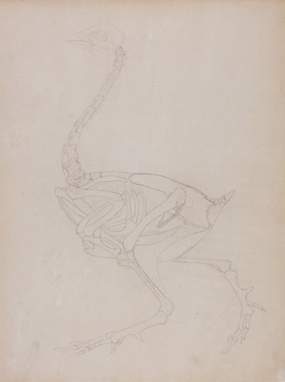 Studie van een Kip, Lateraal Aanzicht, uit Een Vergelijkende Anatomische Expositie van de Structuur van het Menselijk Lichaam met die van een Tijger en een Gewone Kip, 1795-1806 door George Stubbs