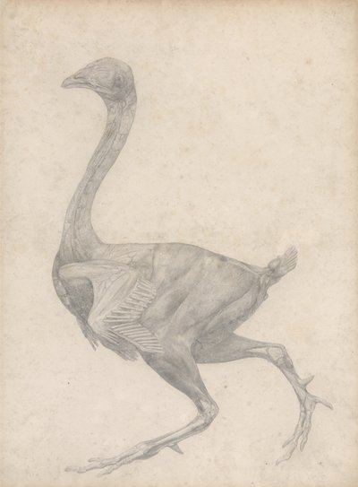 Studie van een Vogel, Laterale Weergave, met huid en onderliggende fasciale lagen verwijderd, uit Een Vergelijkende Anatomische Expositie van de Structuur van het Menselijk Lichaam met die van een Tijger en een Gewone Vogel, 1795 door George Stubbs