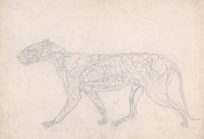 Studie van een Tijger, Laterale Weergave, Diagram met de Subcutane Bloedvoorziening, uit Een Vergelijkende Anatomische Expositie van de Structuur van het Menselijk Lichaam met die van een Tijger en een Gewone Vogel, 1795-1806 door George Stubbs