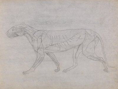 Studie van een Tijger, Laterale Weergave, uit Een Vergelijkende Anatomische Expositie van de Structuur van het Menselijk Lichaam met die van een Tijger en een Gewone Vogel, c.1795-1806 door George Stubbs