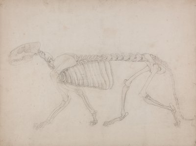 Studie van een Tijger, Laterale Weergave, uit Een Vergelijkende Anatomische Expositie van de Structuur van het Menselijk Lichaam met die van een Tijger en een Gewone Vogel, 1795-1806 door George Stubbs