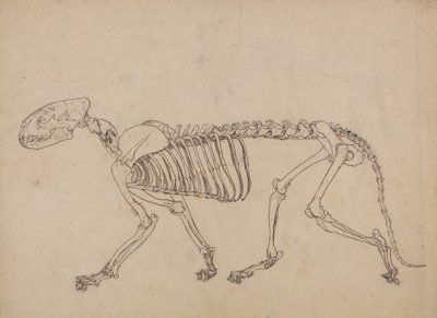 Studie van een Tijger, Laterale Weergave, uit Een Vergelijkende Anatomische Expositie van de Structuur van het Menselijk Lichaam met die van een Tijger en een Gewone Vogel, 1795-1806 door George Stubbs