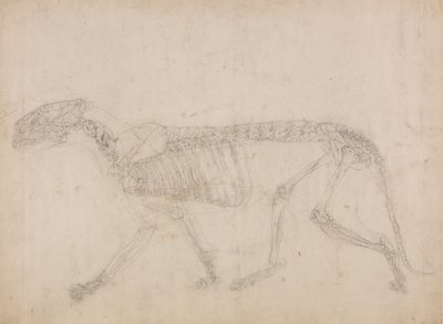 Studie van een Tijger, Laterale Weergave, uit Een Vergelijkende Anatomische Expositie van de Structuur van het Menselijk Lichaam met die van een Tijger en een Gewone Vogel, 1795-1806 door George Stubbs