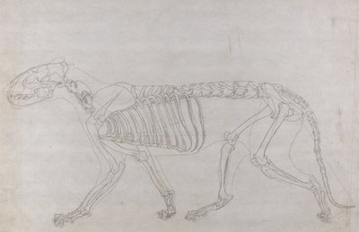 Studie van een Tijger, Laterale Weergave, uit Een Vergelijkende Anatomische Expositie van de Structuur van het Menselijk Lichaam met die van een Tijger en een Gewone Vogel, 1795-1806 door George Stubbs