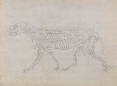 Studie van een tijger, lateraal aanzicht, uit Een vergelijkende anatomische expositie van de structuur van het menselijk lichaam met die van een tijger en een gewone vogel, 1795-1806 door George Stubbs