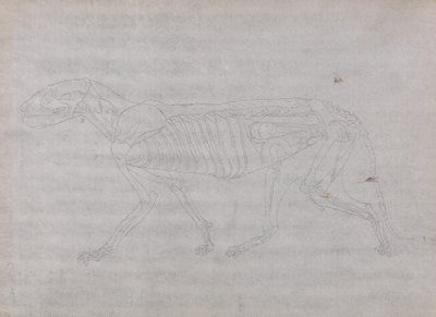 Studie van een tijger, lateraal aanzicht, uit Een vergelijkende anatomische expositie van de structuur van het menselijk lichaam met die van een tijger en een gewone vogel, 1795-1806 door George Stubbs