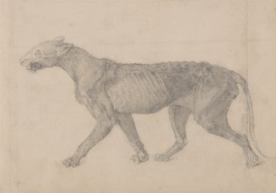 Studie van een tijger, lateraal aanzicht, uit Een vergelijkende anatomische expositie van de structuur van het menselijk lichaam met die van een tijger en een gewone vogel, 1795-1806 door George Stubbs