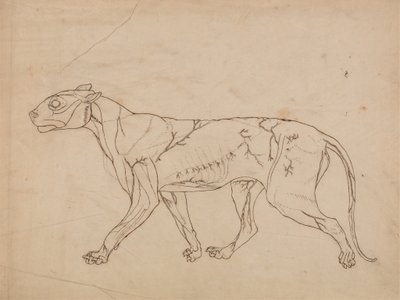 Studie van een tijger, lateraal aanzicht, uit Een vergelijkende anatomische expositie van de structuur van het menselijk lichaam met die van een tijger en een gewone vogel, 1795-1806 door George Stubbs
