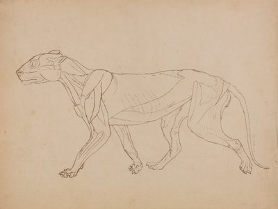 Studie van een tijger, lateraal aanzicht, uit Een vergelijkende anatomische expositie van de structuur van het menselijk lichaam met die van een tijger en een gewone vogel, 1795-1806 door George Stubbs