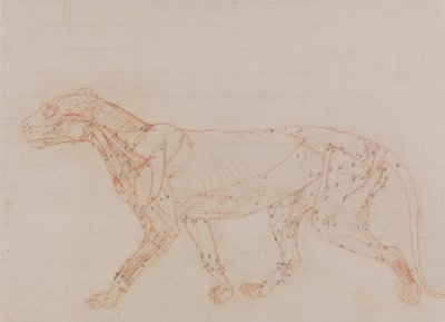 Studie van een tijger, lateraal aanzicht, uit Een vergelijkende anatomische expositie van de structuur van het menselijk lichaam met die van een tijger en een gewone vogel, 1795-1806 door George Stubbs