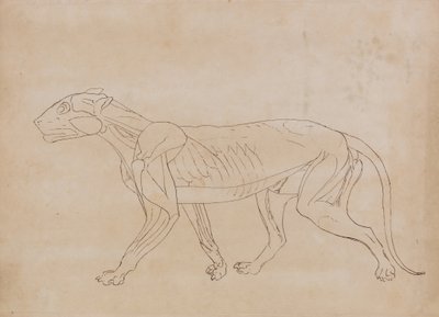 Studie van een tijger, lateraal aanzicht, uit Een vergelijkende anatomische expositie van de structuur van het menselijk lichaam met die van een tijger en een gewone vogel, 1795-1806 door George Stubbs