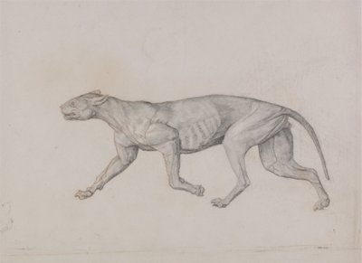 Studie van een tijger, lateraal aanzicht, uit Een vergelijkende anatomische expositie van de structuur van het menselijk lichaam met die van een tijger en een gewone vogel, 1795-1806 door George Stubbs