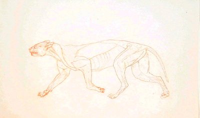 Studie van een tijger, lateraal aanzicht, uit Een vergelijkende anatomische expositie van de structuur van het menselijk lichaam met die van een tijger en een gewone vogel, 1795-1806 door George Stubbs