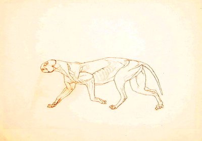 Studie van een tijger, lateraal aanzicht, uit Een vergelijkende anatomische expositie van de structuur van het menselijk lichaam met die van een tijger en een gewone vogel, 1795-1806 door George Stubbs