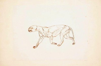Studie van een tijger, lateraal aanzicht, uit Een vergelijkende anatomische expositie van de structuur van het menselijk lichaam met die van een tijger en een gewone vogel, 1795-1806 door George Stubbs