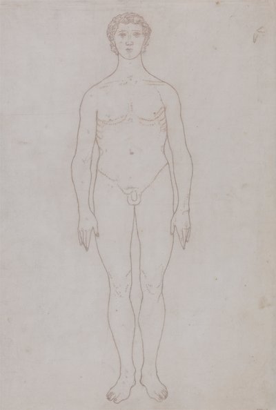 Studie van het Menselijk Lichaam, Vooraanzicht (Omtrektekening voor Tabel VI) door George Stubbs