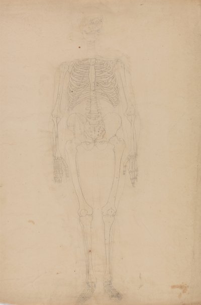Studie van het menselijk lichaam, vooraanzicht, uit Een Vergelijkende Anatomische Expositie van de Structuur van het Menselijk Lichaam met die van een Tijger en een Gewone Vogel, c.1795-1806 door George Stubbs