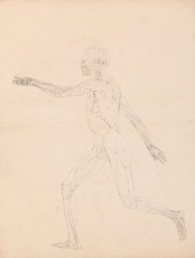 Studie van het Menselijk Lichaam, Lateraal Aanzicht, diagram voor sleutel naar tabel XIII, uit Een Vergelijkende Anatomische Expositie van de Structuur van het Menselijk Lichaam met die van een Tijger en een Gewone Kip, 1795-1806 door George Stubbs