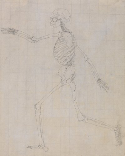 Studie van het Menselijk Lichaam, Laterale Weergave, voltooide studie voor Tabel III, uit Een Vergelijkende Anatomische Expositie van de Structuur van het Menselijk Lichaam met die van een Tijger en een Gewone Vogel, 1795-1806 door George Stubbs