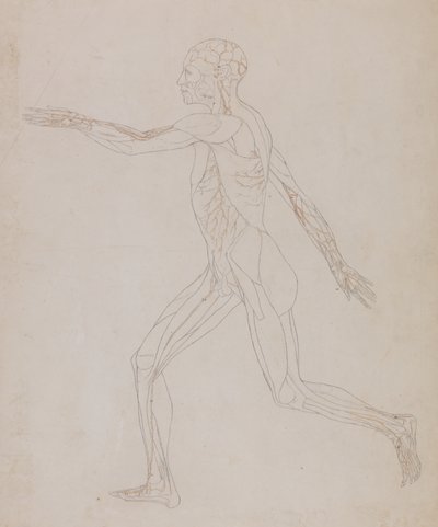 Studie van het menselijk lichaam, zijaanzicht, uit Een Vergelijkende Anatomische Expositie van de Structuur van het Menselijk Lichaam met die van een Tijger en een Gewone Vogel, c.1795-1806 door George Stubbs