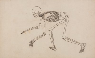 Studie van het Menselijk Lichaam, Laterale Weergave, uit Een Vergelijkende Anatomische Expositie van de Structuur van het Menselijk Lichaam met die van een Tijger en een Gewone Vogel, 1795-1806 door George Stubbs