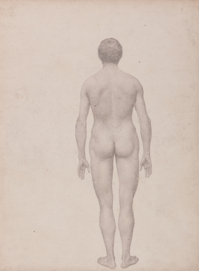 Studie van het Menselijk Lichaam, Posterieure Weergave, Ongedissecteerd, Voltooide Studie voor Tabel VII, uit Een Vergelijkende Anatomische Expositie van de Structuur van het Menselijk Lichaam met die van een Tijger en een Gewone Vogel door George Stubbs