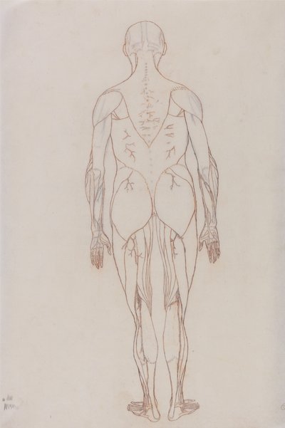 Studie van het menselijk lichaam, achteraanzicht, uit Een Vergelijkende Anatomische Expositie van de Structuur van het Menselijk Lichaam met die van een Tijger en een Gewone Vogel, c.1795-1806 door George Stubbs