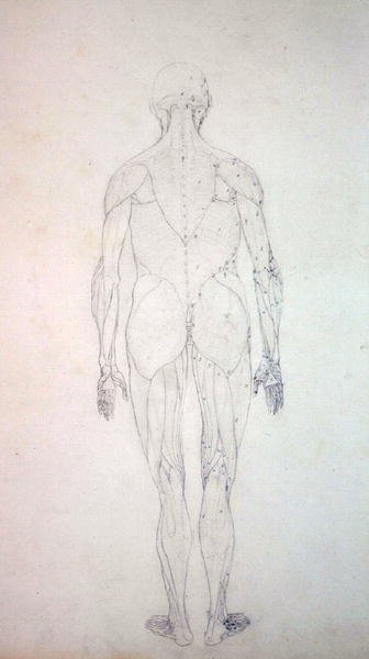 Studie van het menselijk lichaam, achteraanzicht, uit Een Vergelijkende Anatomische Expositie van de Structuur van het Menselijk Lichaam met die van een Tijger en een Gewone Vogel, c.1795-1806 door George Stubbs