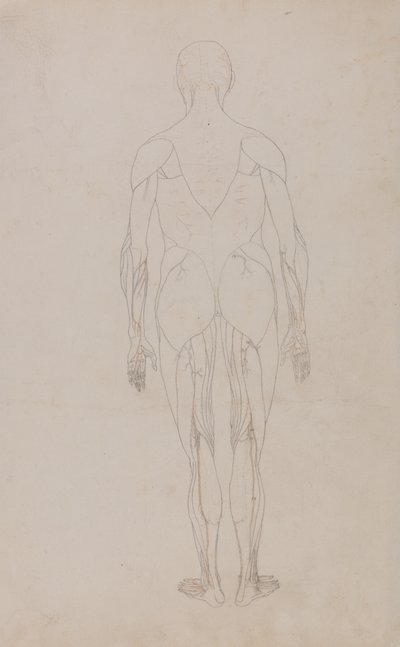 Studie van het menselijk lichaam, achteraanzicht, uit Een Vergelijkende Anatomische Expositie van de Structuur van het Menselijk Lichaam met die van een Tijger en een Gewone Vogel, c.1795-1806 door George Stubbs