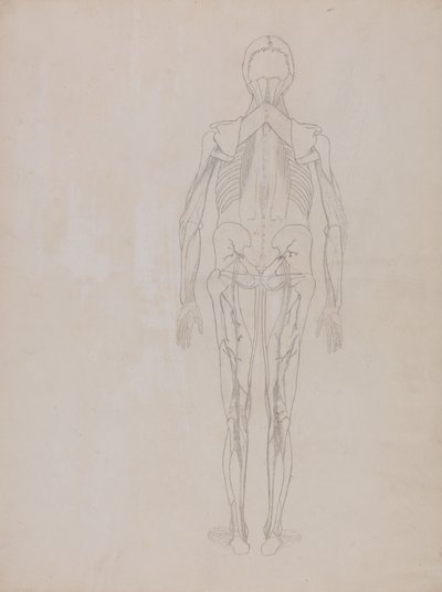 Studie van het menselijk lichaam, achteraanzicht, uit Een Vergelijkende Anatomische Expositie van de Structuur van het Menselijk Lichaam met die van een Tijger en een Gewone Vogel, c.1795-1806 door George Stubbs