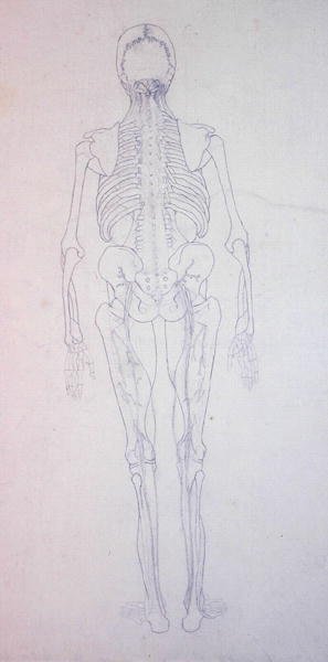 Studie van het menselijk lichaam, achteraanzicht, uit Een Vergelijkende Anatomische Expositie van de Structuur van het Menselijk Lichaam met die van een Tijger en een Gewone Vogel, c.1795-1806 door George Stubbs