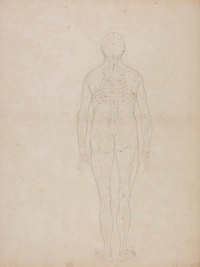 Studie van het menselijk lichaam, achteraanzicht, uit Een Vergelijkende Anatomische Expositie van de Structuur van het Menselijk Lichaam met die van een Tijger en een Gewone Vogel, c.1795-1806 door George Stubbs
