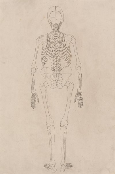 Studie van het Menselijk Lichaam, Posterieure Weergave, uit Een Vergelijkende Anatomische Expositie van de Structuur van het Menselijk Lichaam met die van een Tijger en een Gewone Vogel, c.1795-1806 door George Stubbs