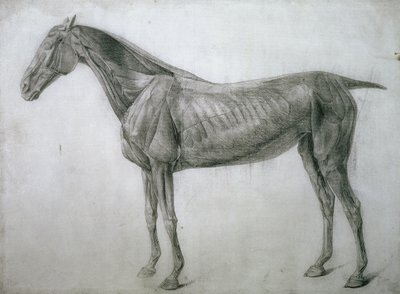 De studie van spieren: Ecorche-tekening gezien vanaf de flank, uit de 13e anatomische tafel, uit de anatomie van het paard, 1766 door George Stubbs