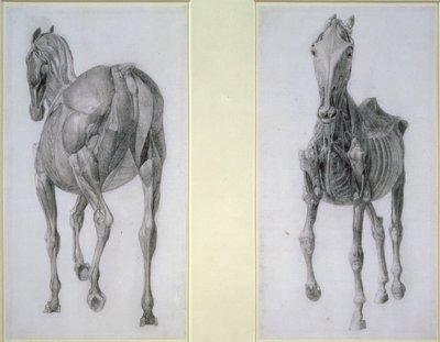 De studie van spieren: voor- en achteraanzicht, uit de 13e anatomische tafel, uit de anatomie van het paard, 1766 door George Stubbs