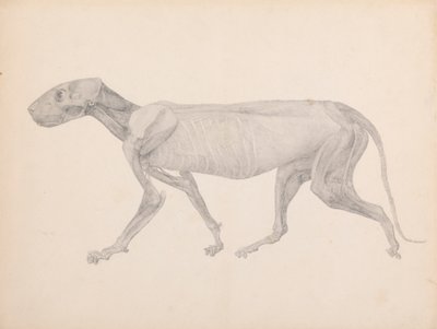 Tijgerlichaam, Zijaanzicht (Afgewerkte Tekening voor Onuitgegeven Tabel; Toont de Derde Fase van Ontleding) door George Stubbs