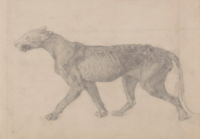 Tijgerlichaam, lateraal zicht (eerste van negen tekeningen van een ander exemplaar van tijger) door George Stubbs