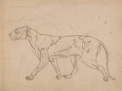 Tijgerlichaam, zijaanzicht (omtrekstudie van de oppervlakkige spieren en hun bloedtoevoer, waarschijnlijk gemaakt voor een sleutel figuur) door George Stubbs