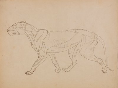Tijgerlichaam, zijaanzicht (waarschijnlijk gemaakt als basis voor een sleutel figuur) door George Stubbs