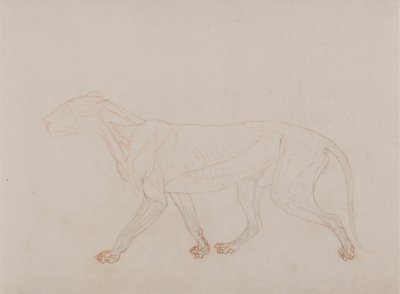 Tijgerlichaam, zijaanzicht (toont de derde fase van dissectie) door George Stubbs
